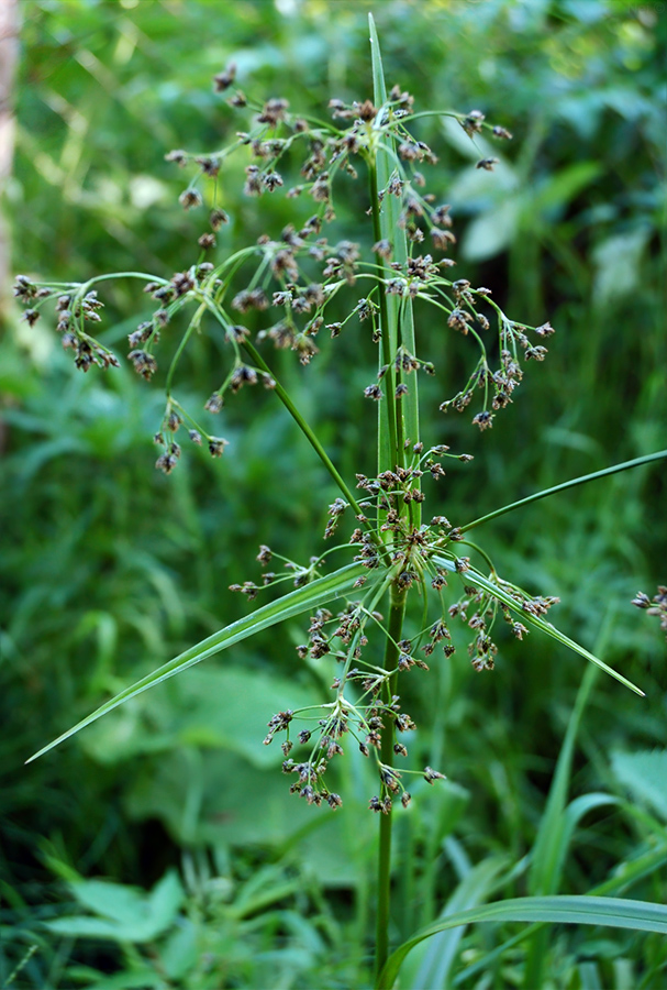 Изображение особи Scirpus sylvaticus.