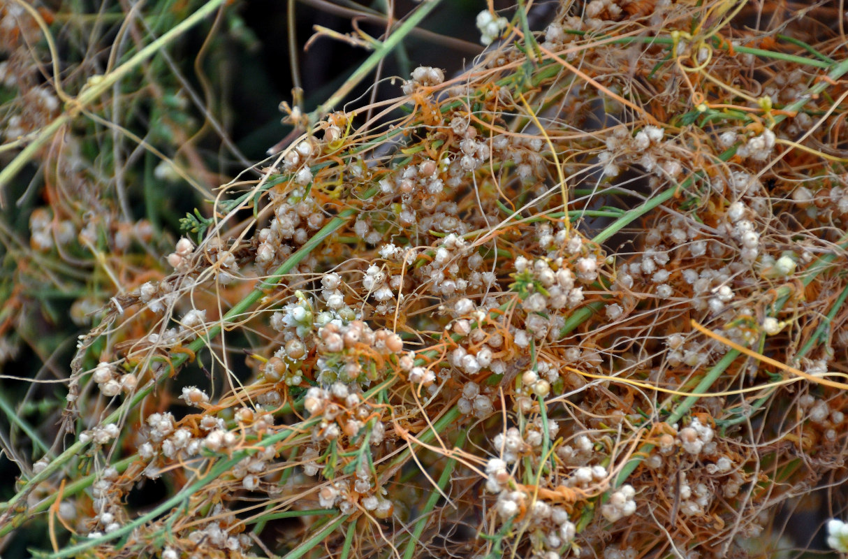 Image of genus Cuscuta specimen.