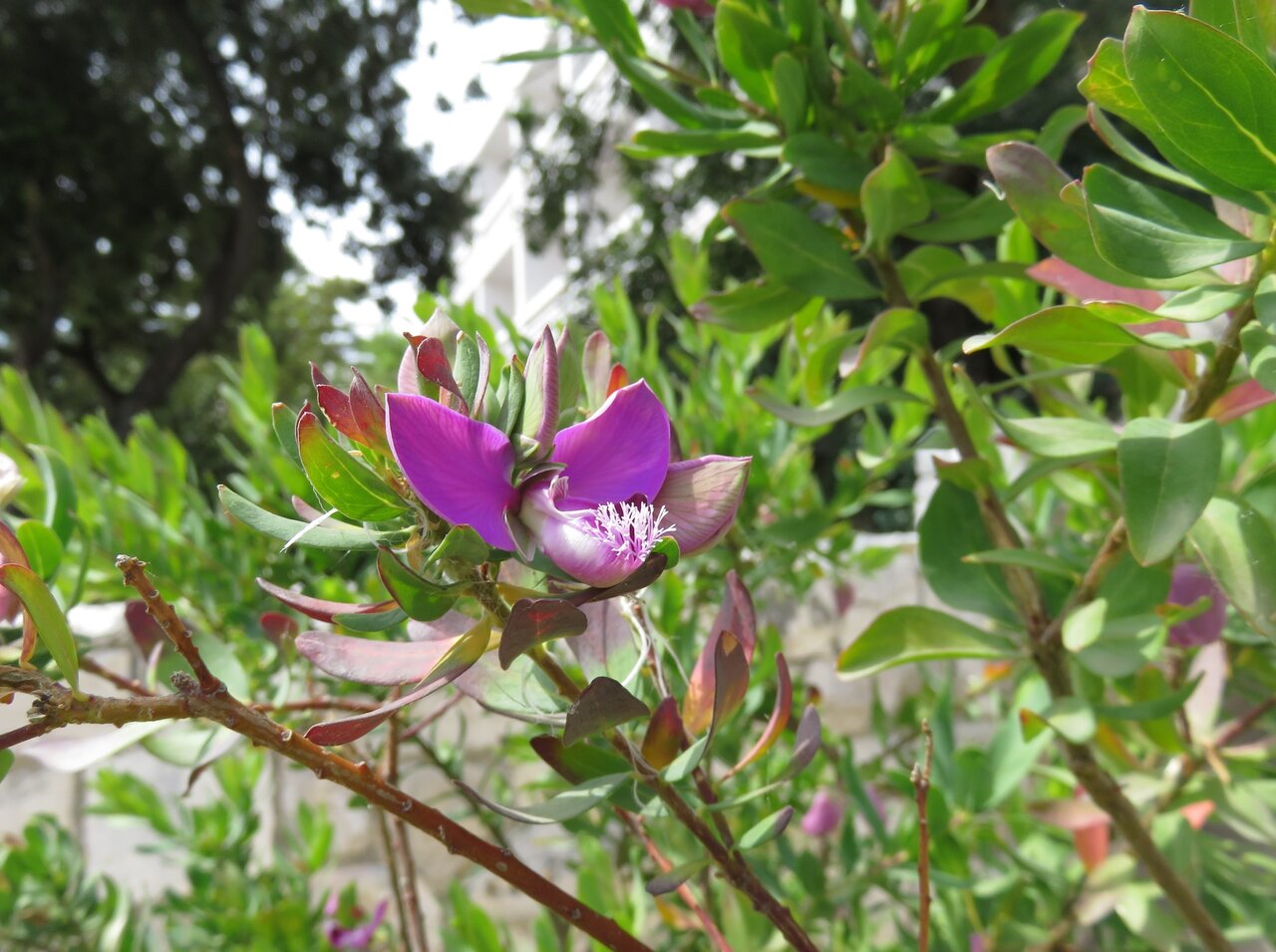 Image of Polygala myrtifolia specimen.