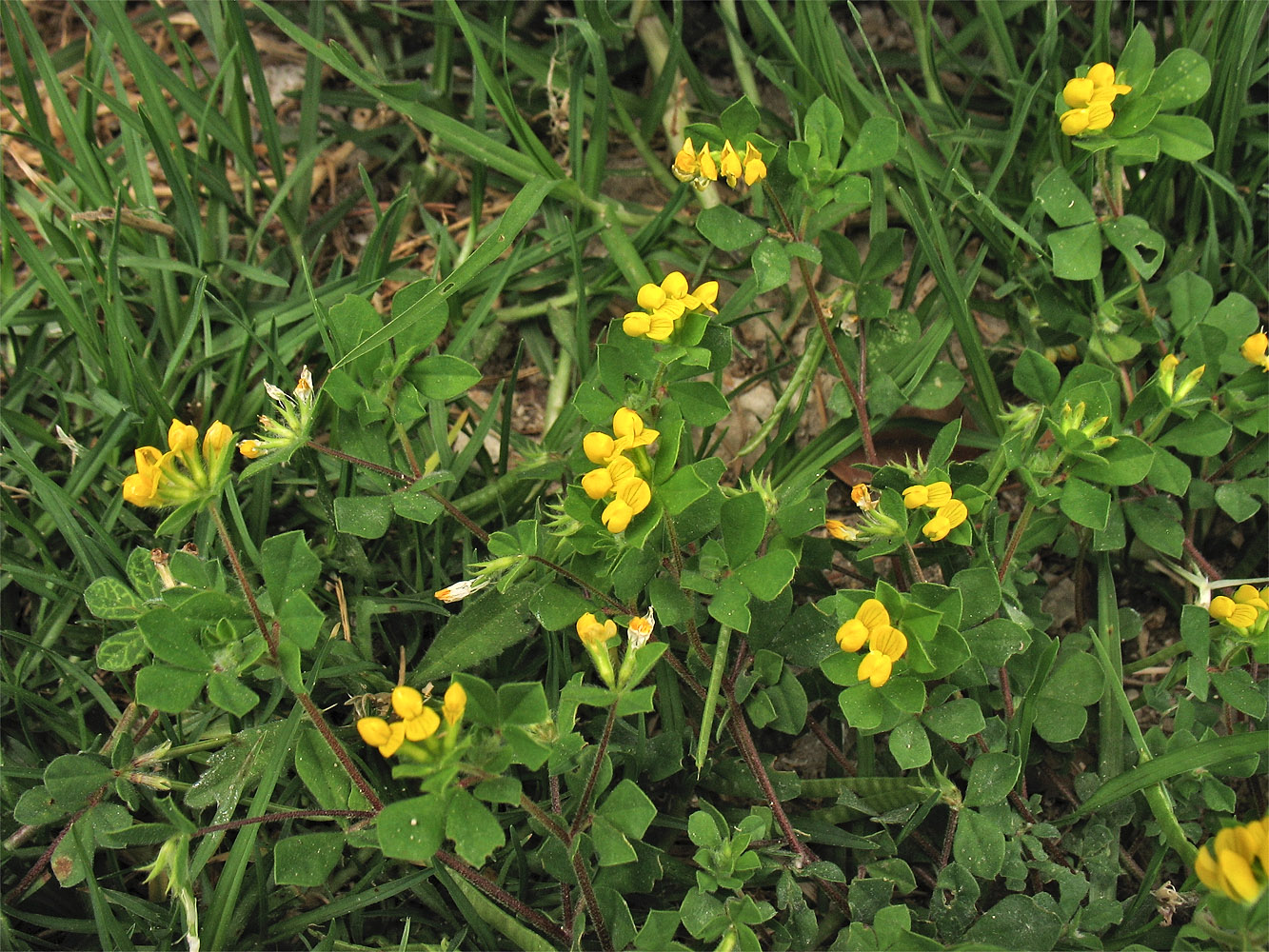 Image of Lotus ornithopodioides specimen.