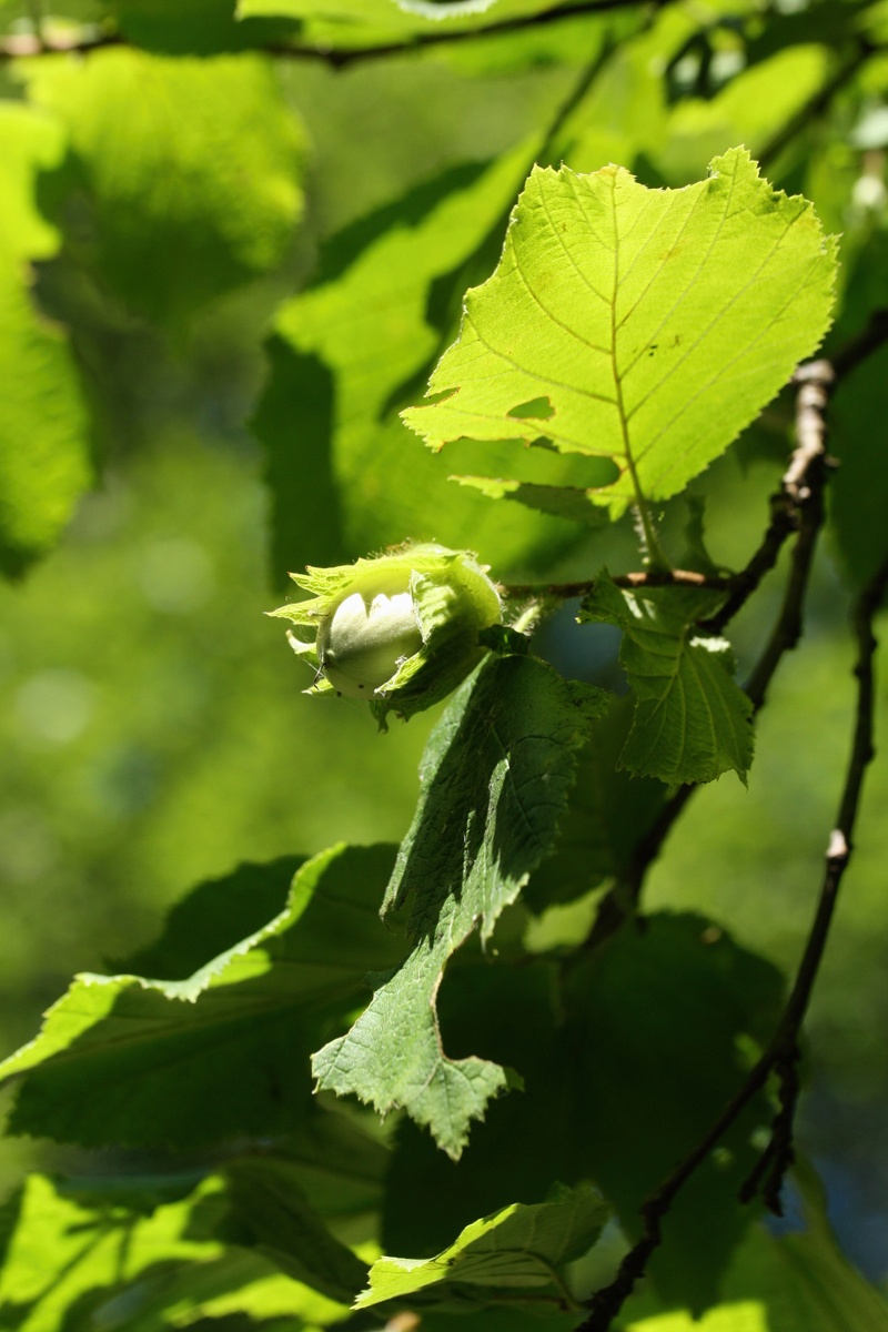 Image of Corylus avellana specimen.