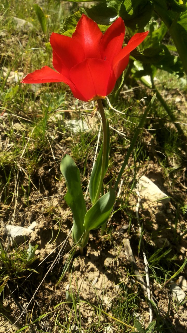 Изображение особи Tulipa lanata.