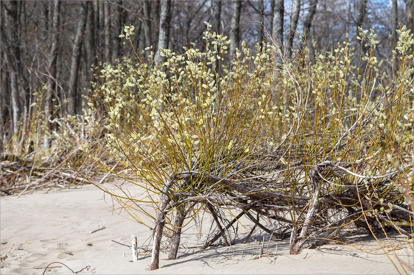 Изображение особи Salix phylicifolia.