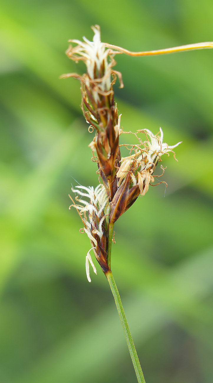 Image of Carex praecox specimen.