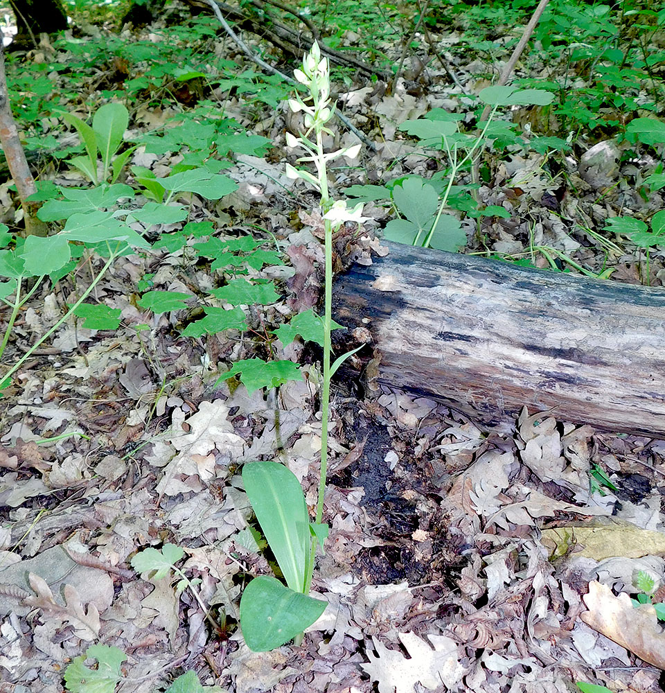 Image of Platanthera chlorantha specimen.