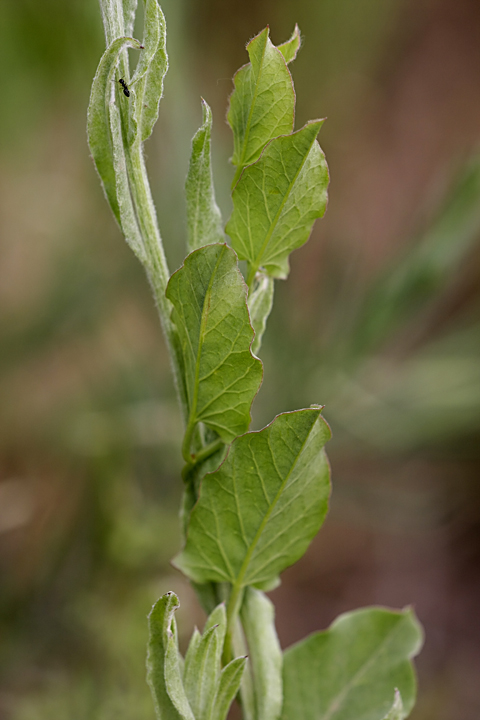 Image of Centaurea depressa specimen.