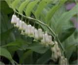 Polygonatum multiflorum