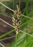 Carex appropinquata