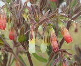 Onosma polychroma