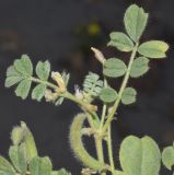 Image of specimen