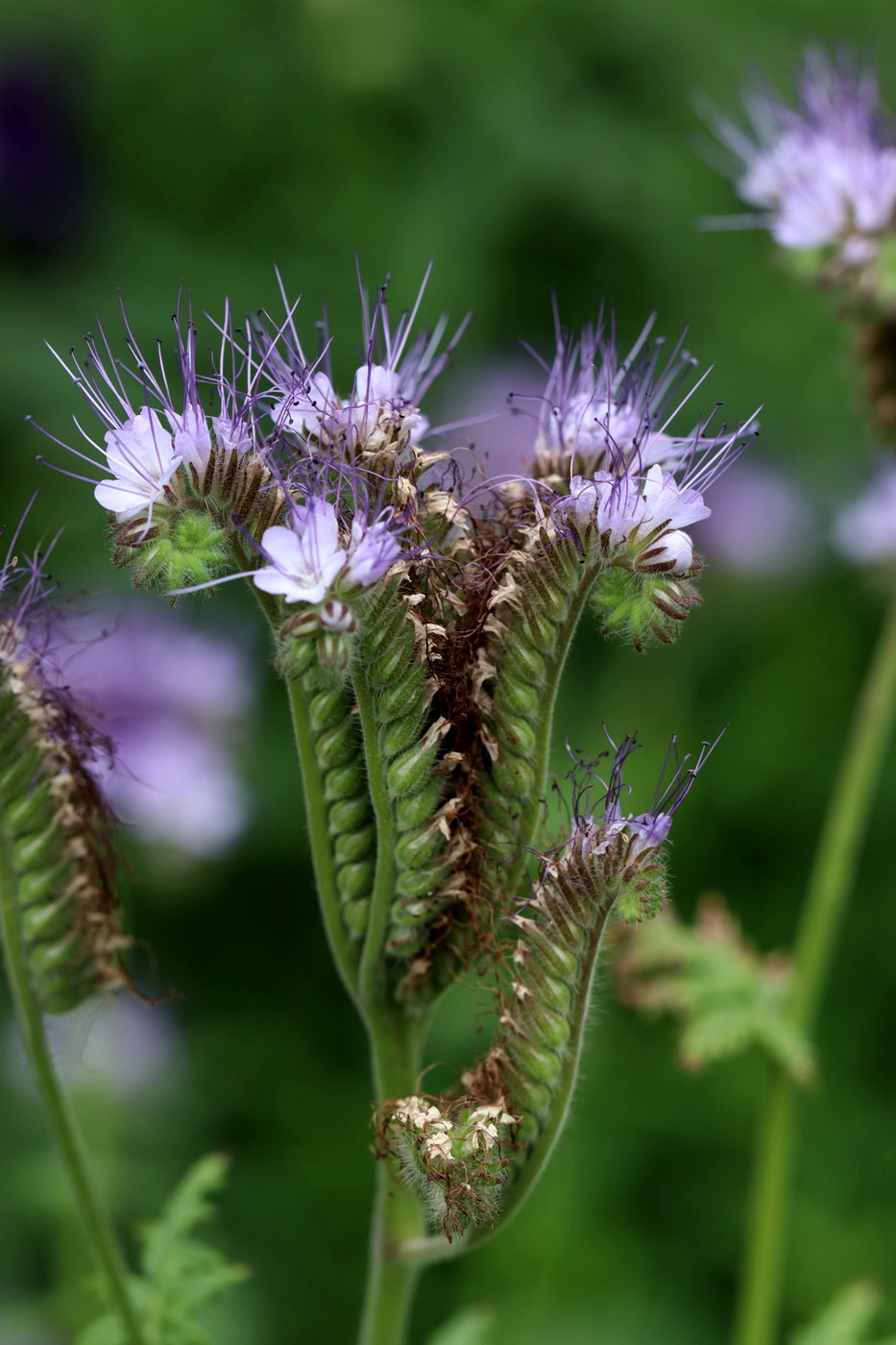 Image of Phacelia tanacetifolia specimen.