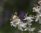 Filipendula vulgaris