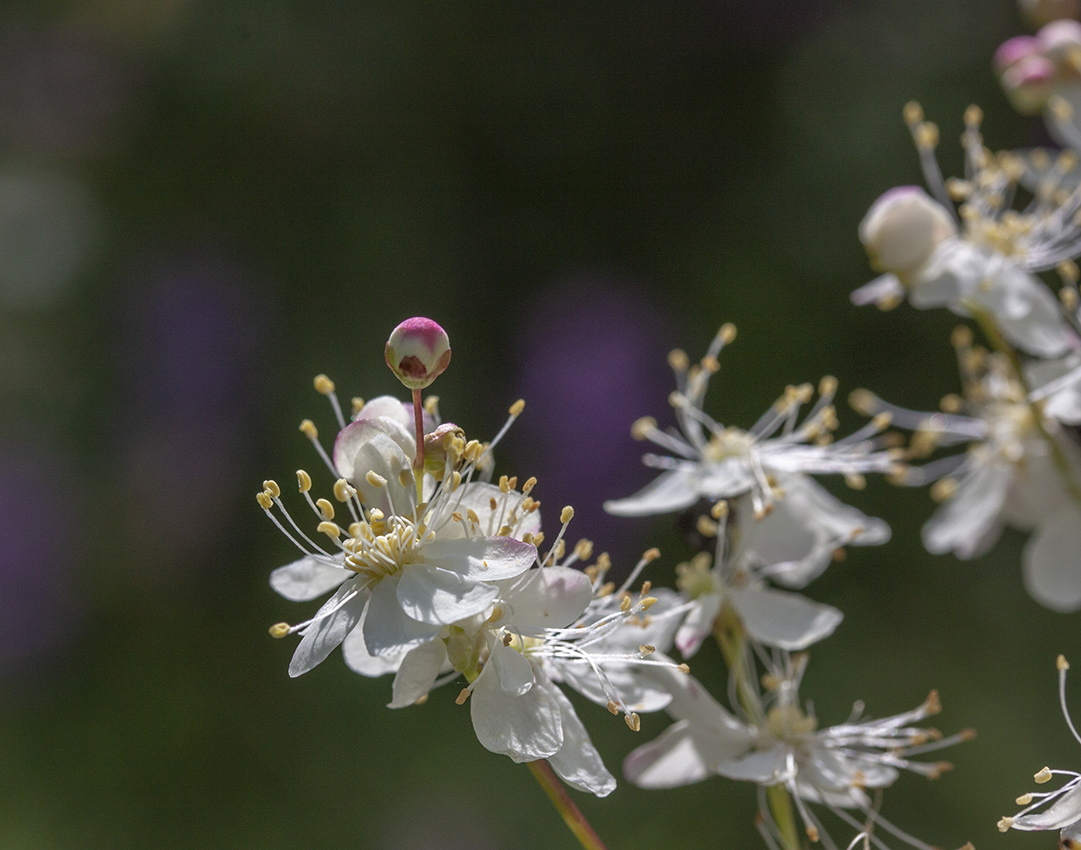 Изображение особи Filipendula vulgaris.