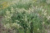 Astragalus pallescens