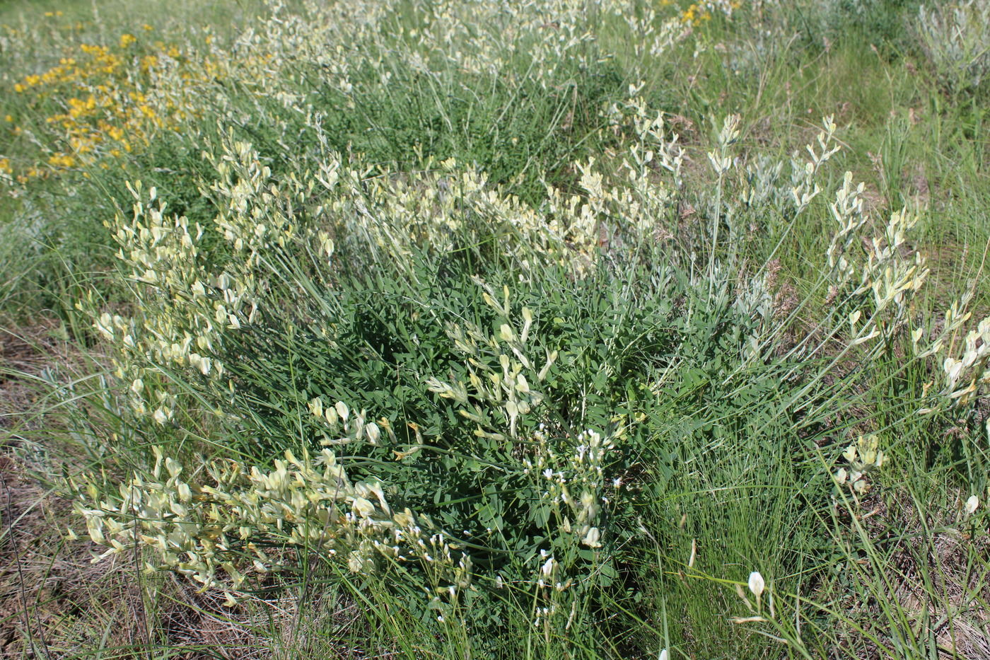 Image of Astragalus pallescens specimen.
