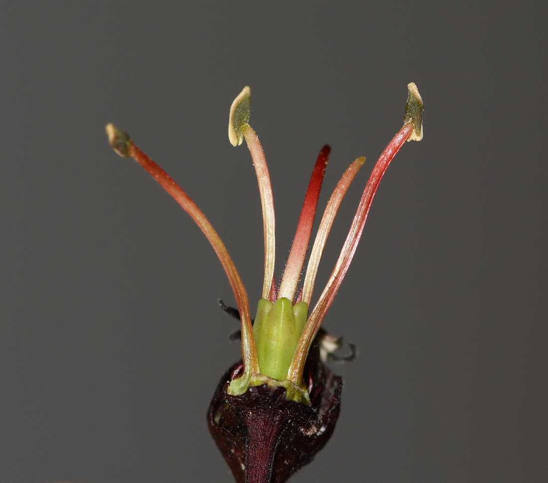 Image of Melianthus major specimen.