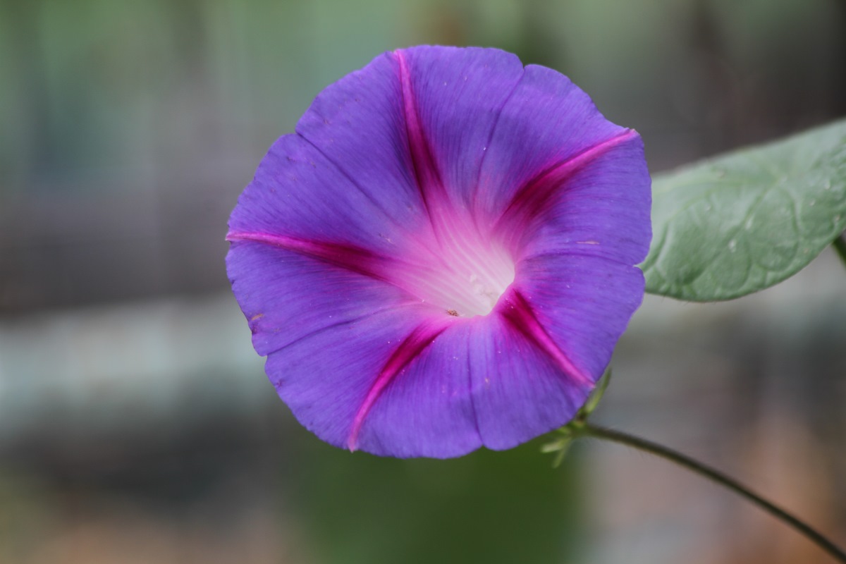 Image of Ipomoea purpurea specimen.