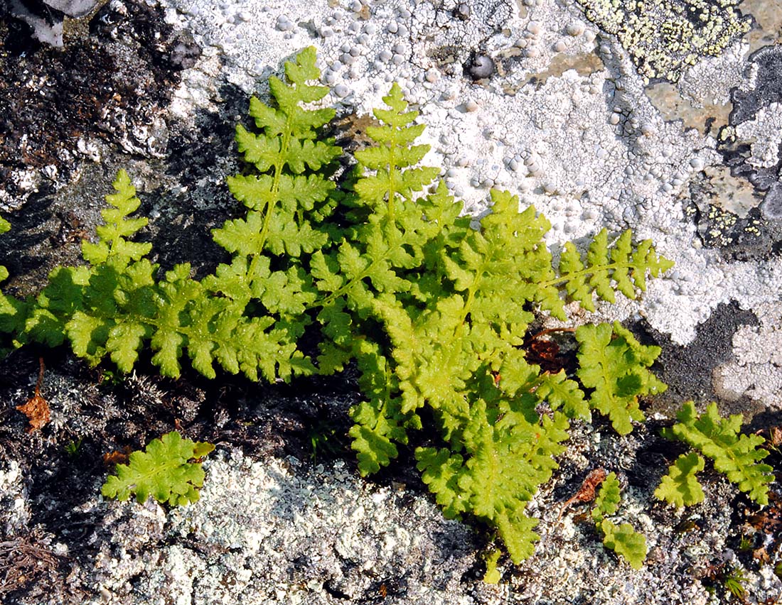 Image of Woodsia ilvensis specimen.