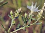 Centaurea diffusa