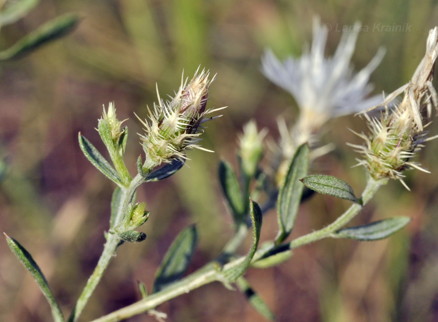 Image of Centaurea diffusa specimen.