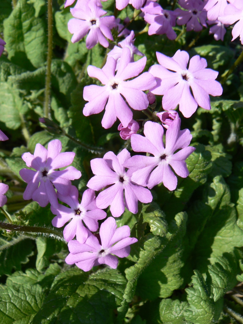 Изображение особи род Primula.