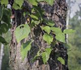 Betula dauurica