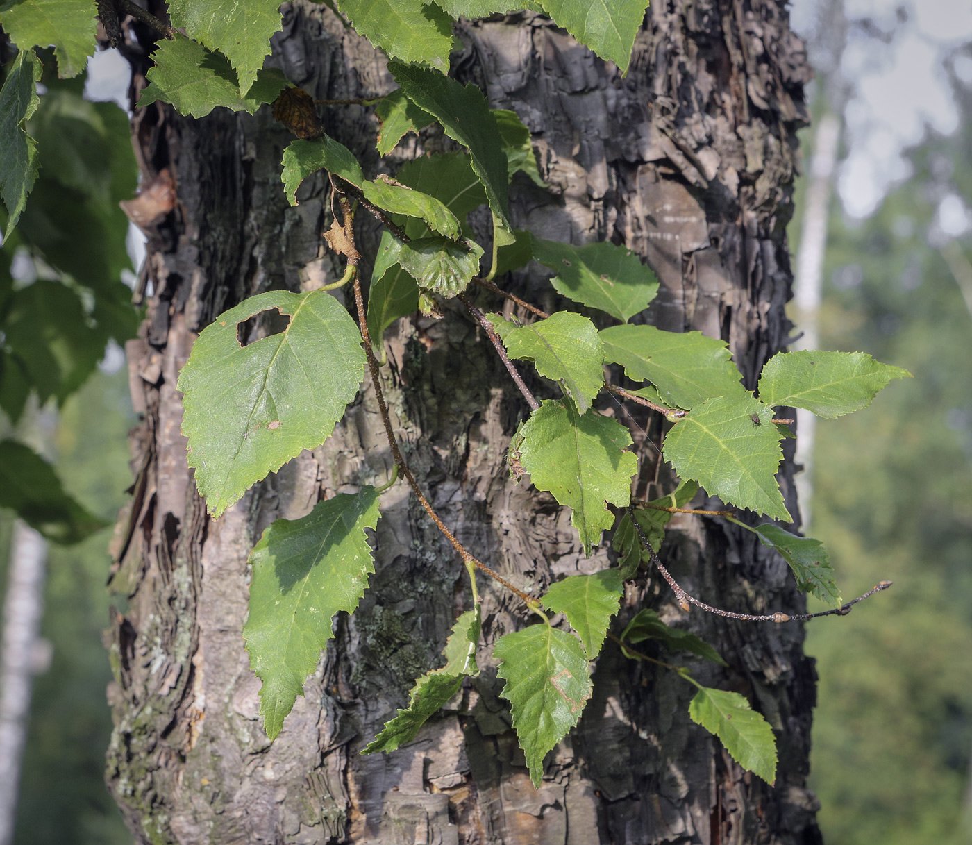 Image of Betula dauurica specimen.