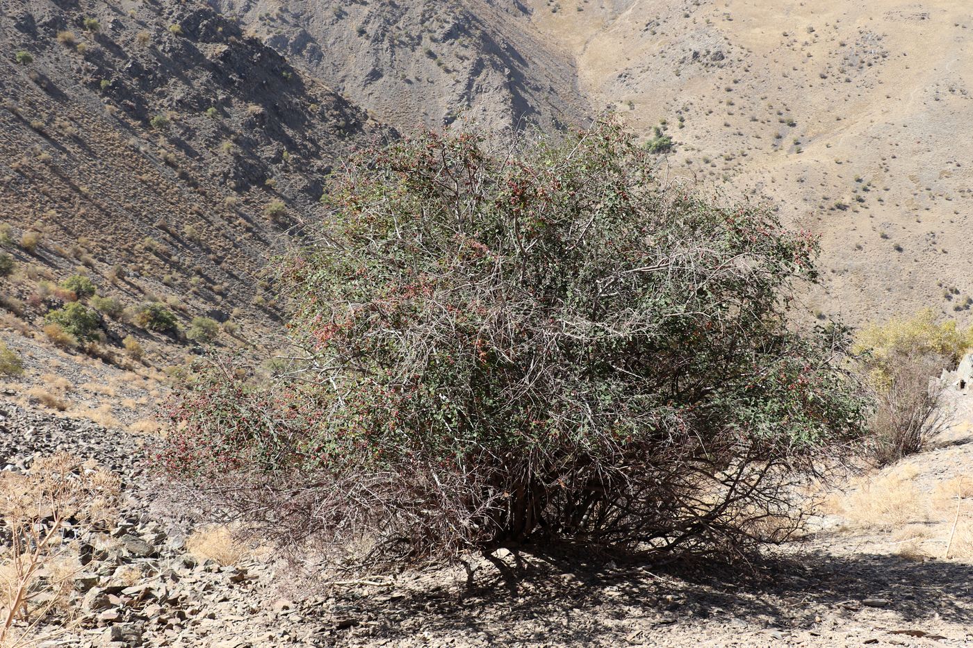 Image of Cotoneaster soongoricus specimen.