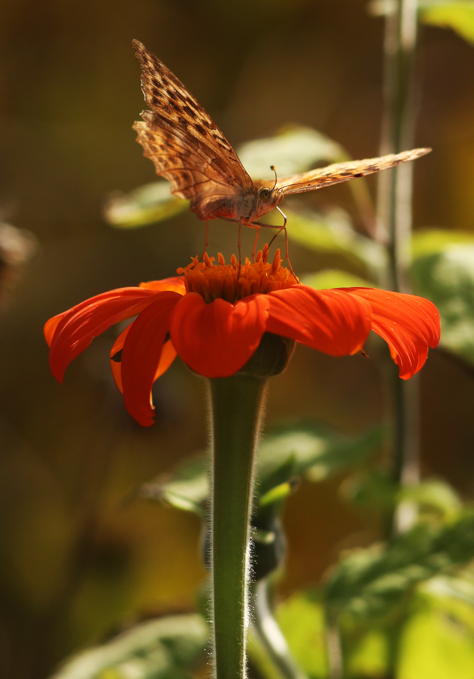 Image of Tithonia rotundifolia specimen.