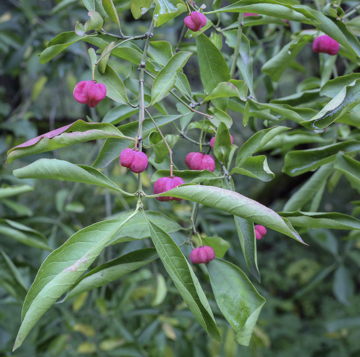 Изображение особи род Euonymus.