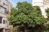 Citrus sinensis. Плодоносящее растение. Израиль, г. Бат-Ям, в культуре. 06.12.2021.