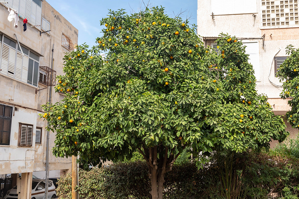 Изображение особи Citrus sinensis.