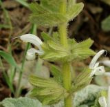 Salvia xanthocheila