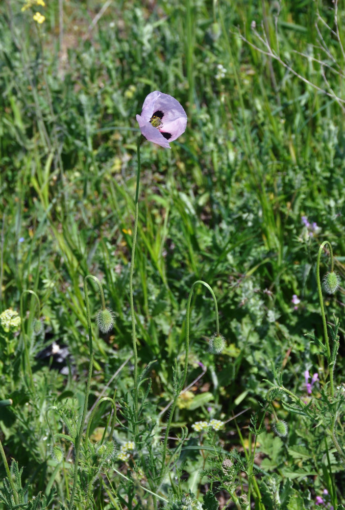 Изображение особи Papaver stevenianum.