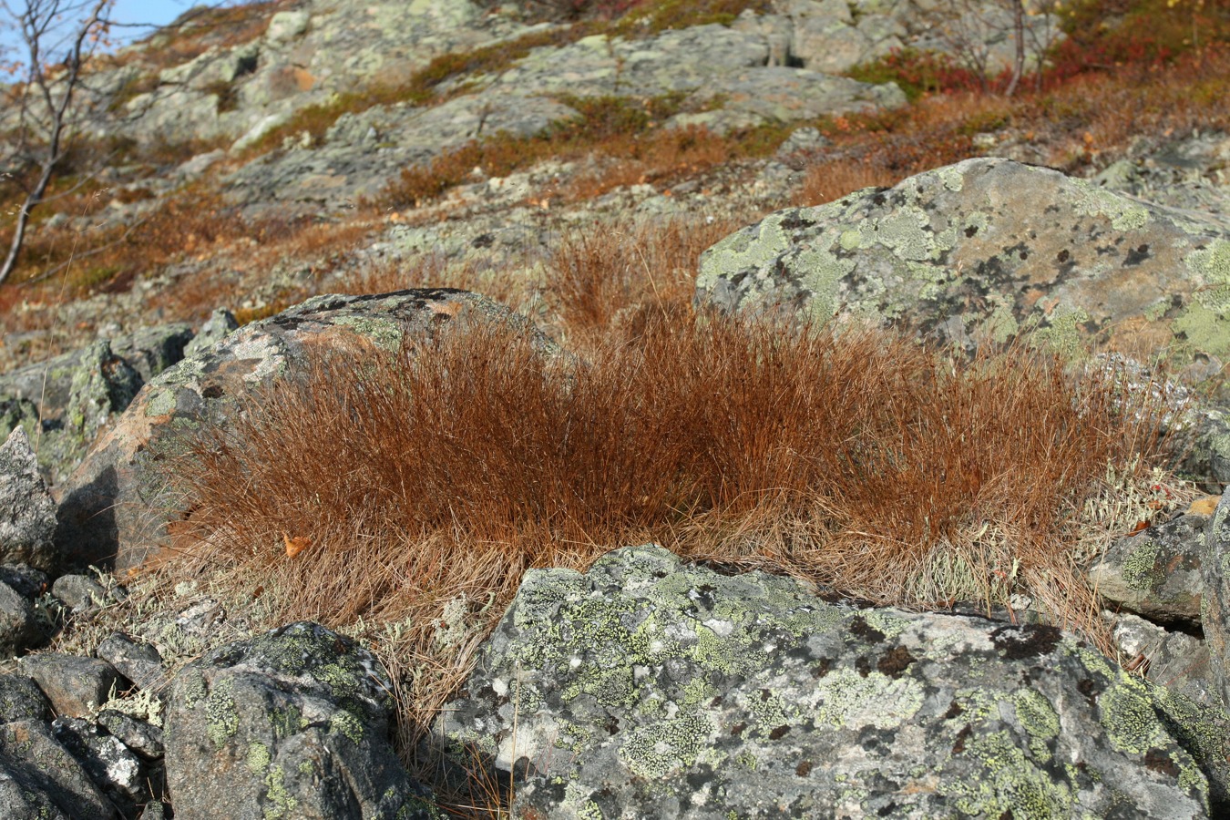 Изображение особи Juncus trifidus.