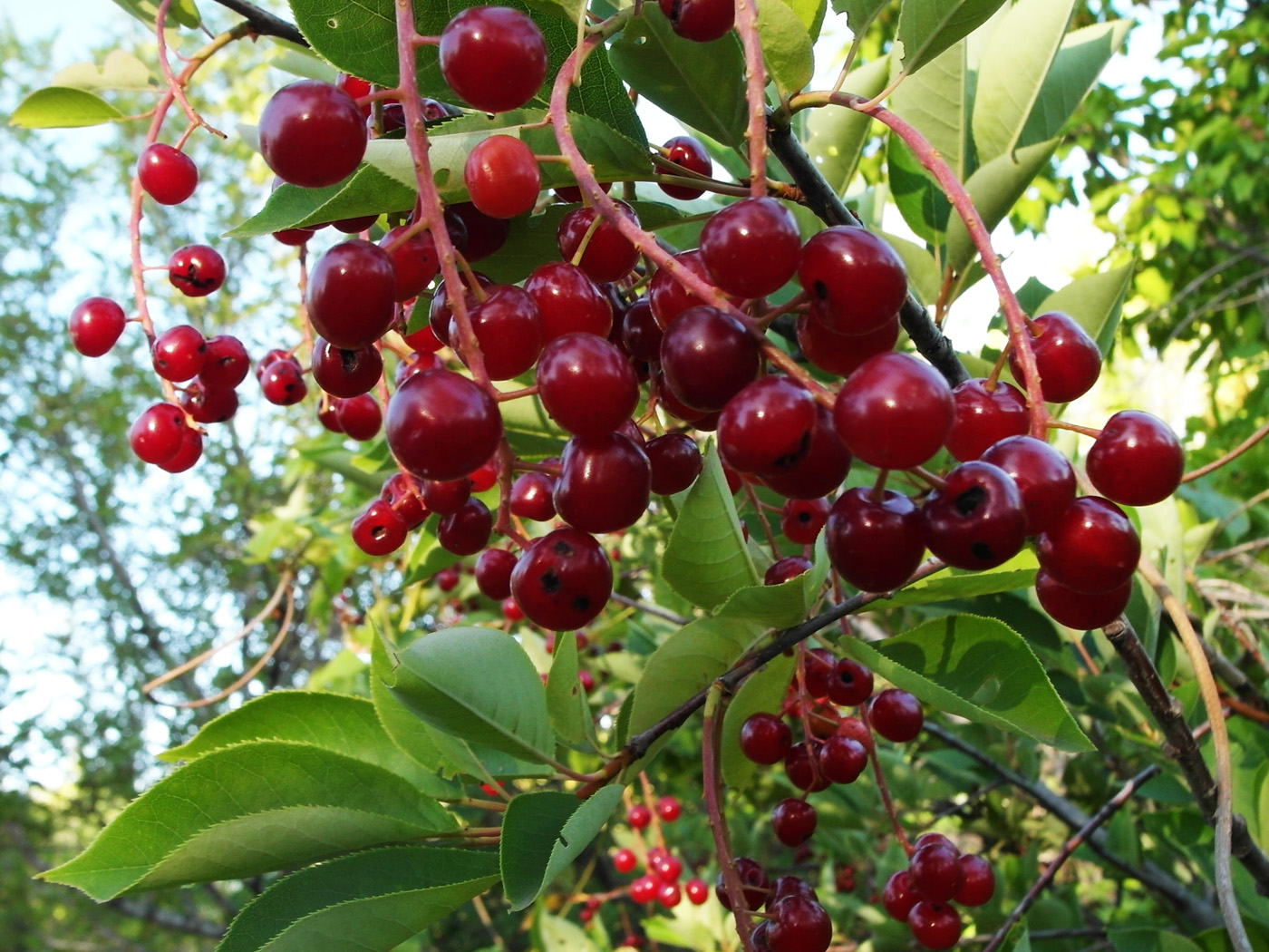 Image of Padus virginiana specimen.