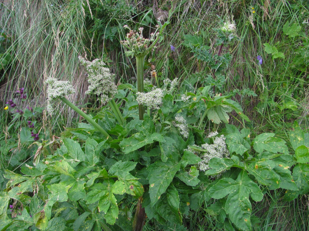 Image of Agasyllis latifolia specimen.
