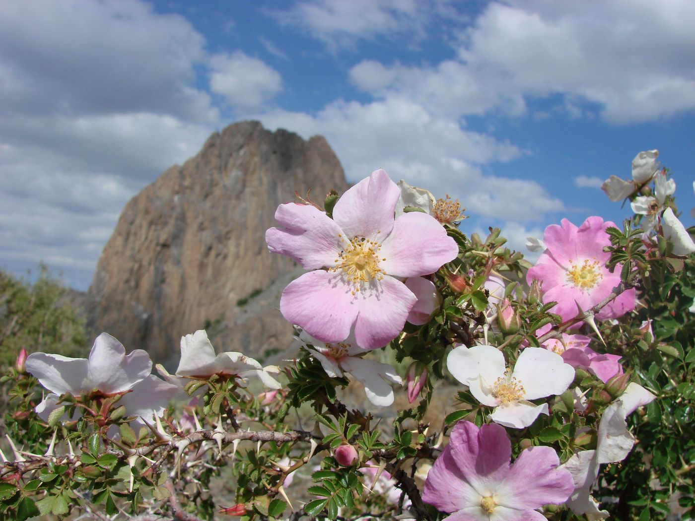 Изображение особи Rosa maracandica.