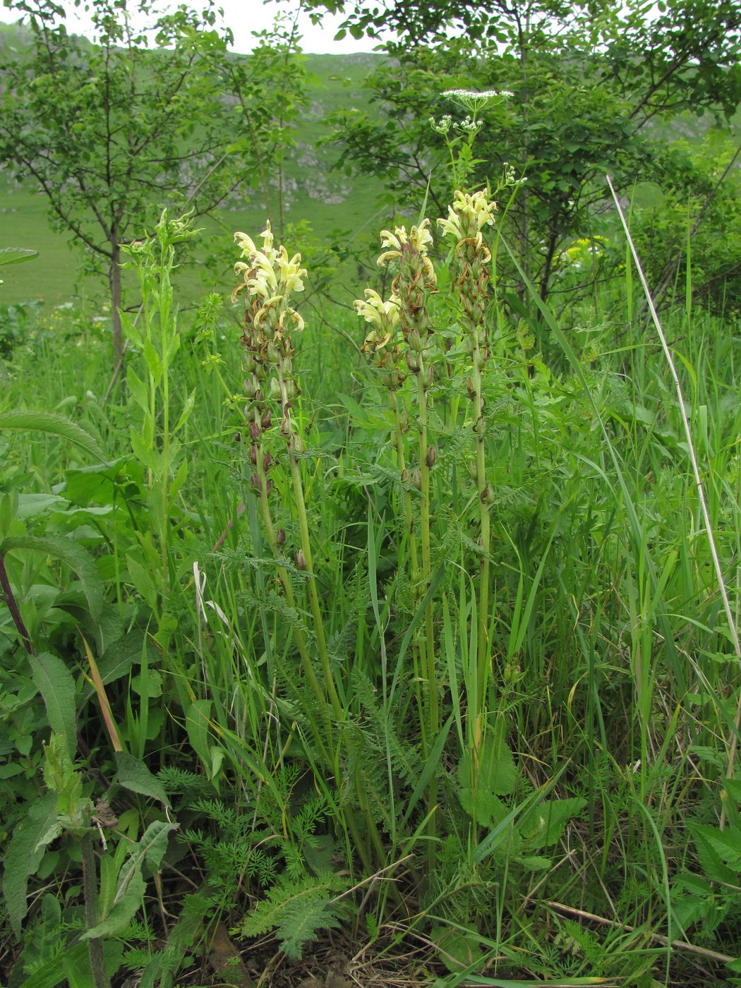 Image of Pedicularis kaufmannii specimen.