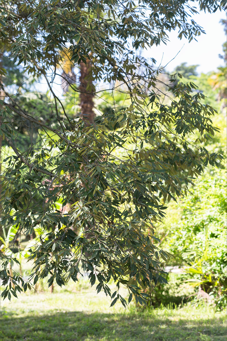 Image of Quercus myrsinaefolia specimen.