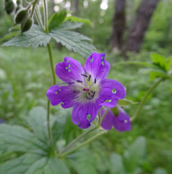 Image of Geranium sylvaticum specimen.