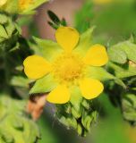 Potentilla conferta