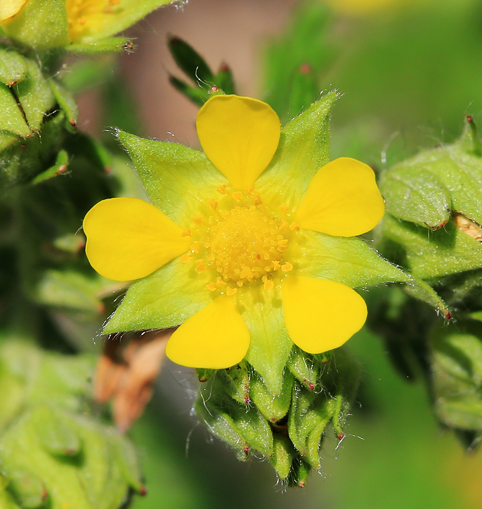 Изображение особи Potentilla conferta.