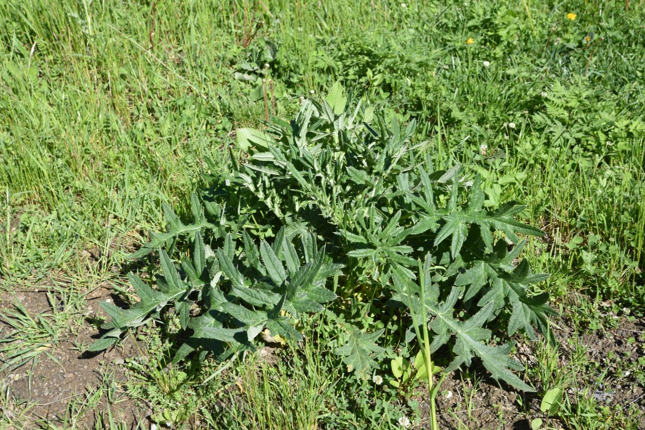 Изображение особи род Cirsium.