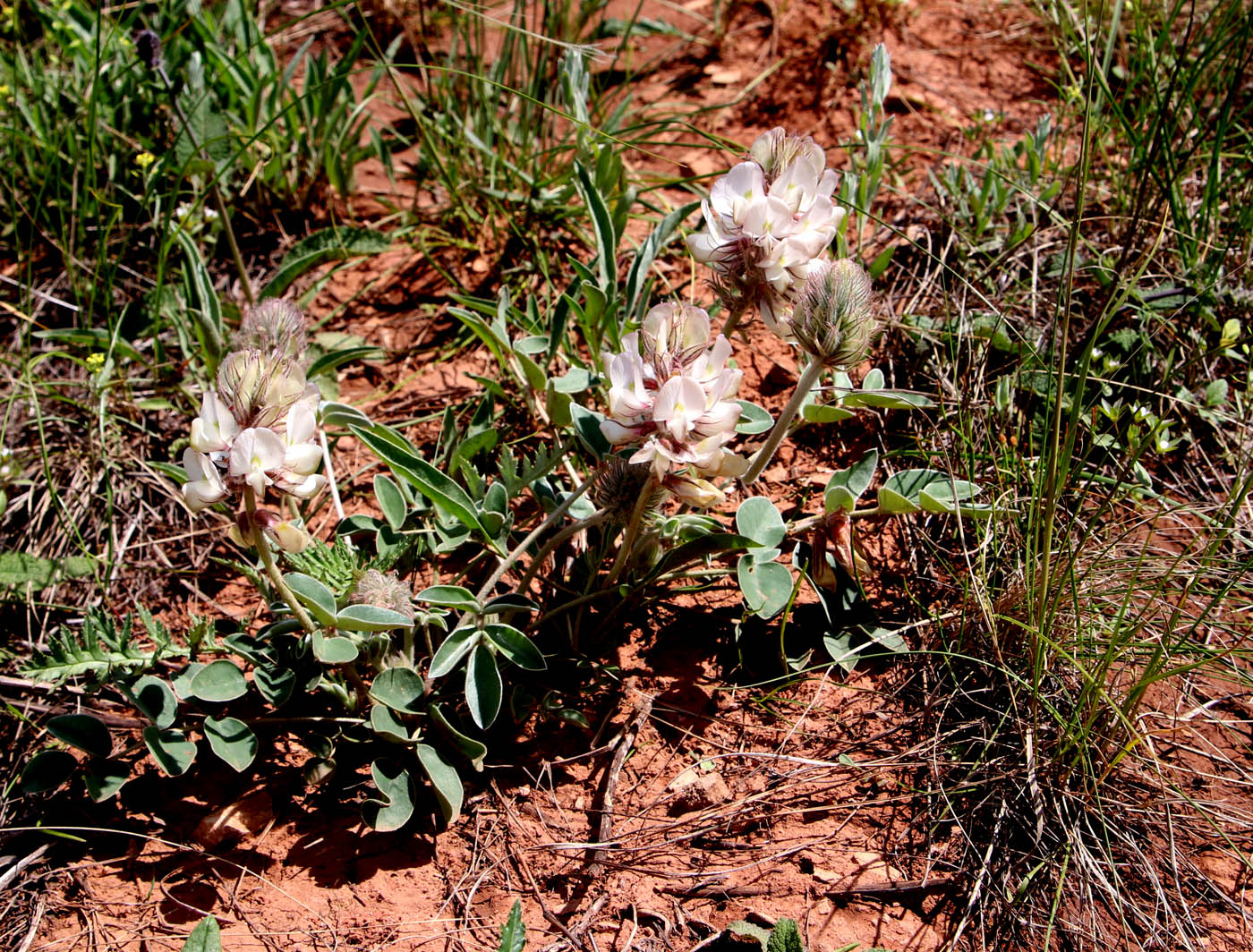 Image of Hedysarum grandiflorum specimen.