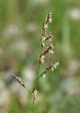 Festuca pratensis. Верхушка соцветия. Марий Эл, г. Йошкар-Ола, берег р. Малая Кокшага. 24.06.2022.