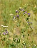 Medicago tianschanica