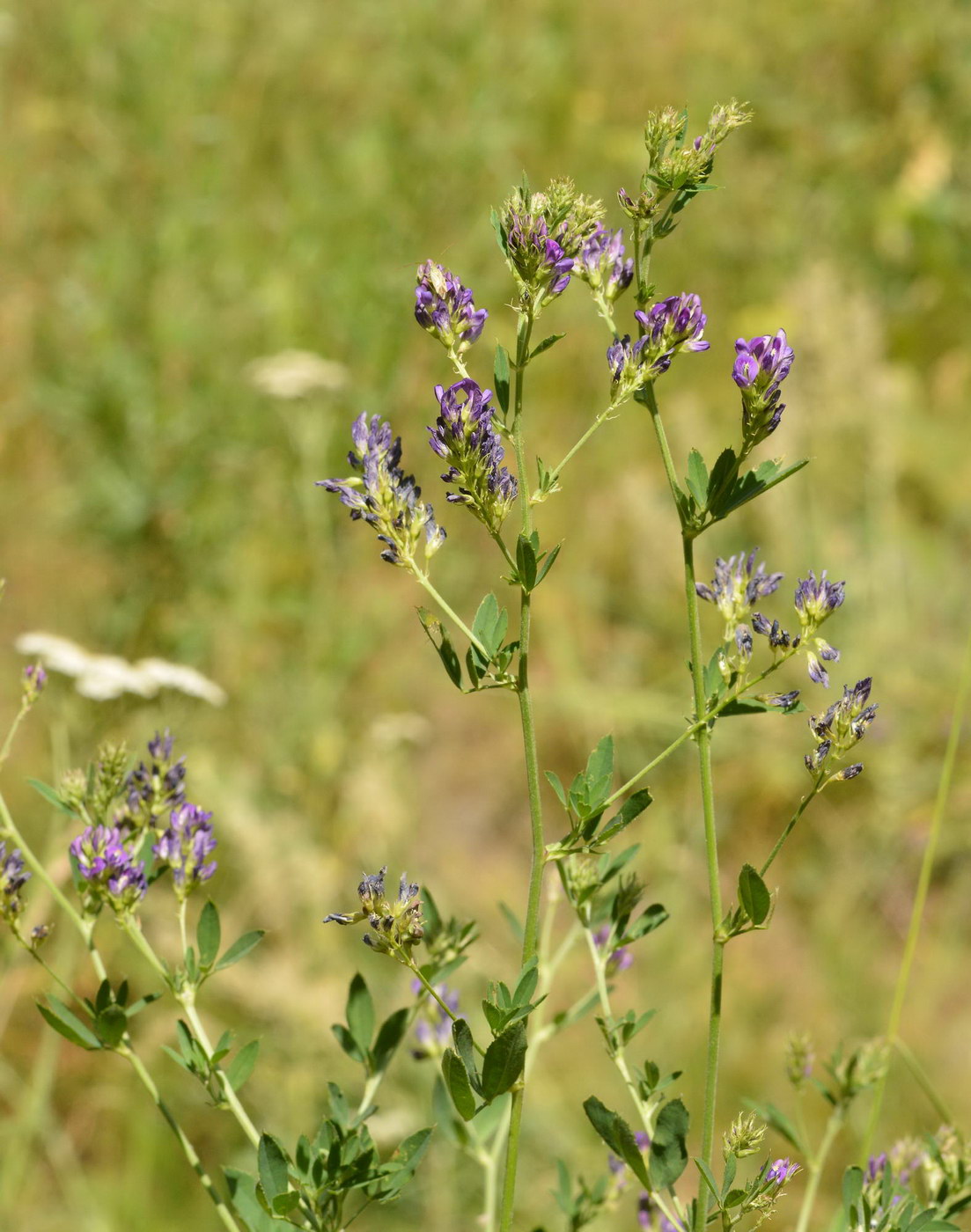 Image of Medicago tianschanica specimen.