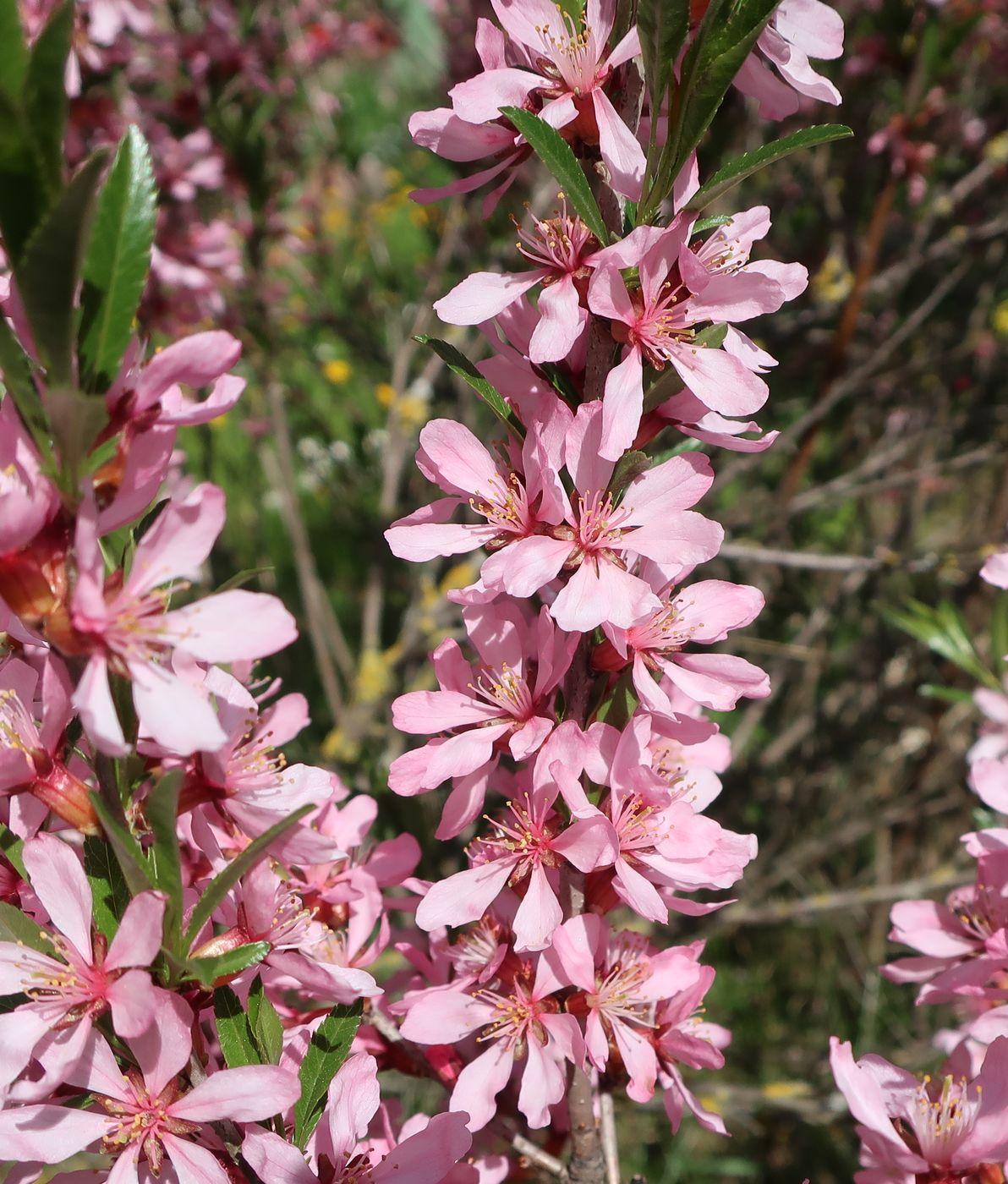 Изображение особи Amygdalus nana.