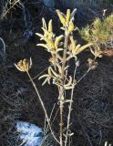 Phlomis fruticosa